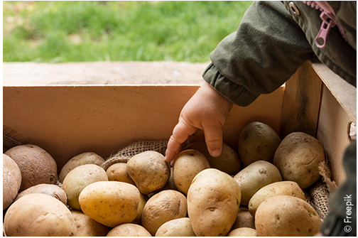 Agrilocal81_Agriculture-Tarn_04-Pommes-de-terre.jpg